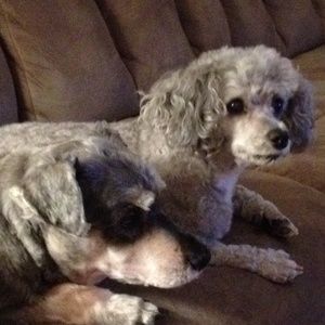 Meet your Posher, Linda at The Cluttered Loft